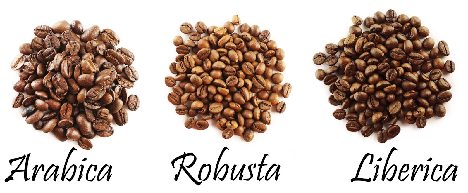 arabica-robusta-liberica (bluekik)